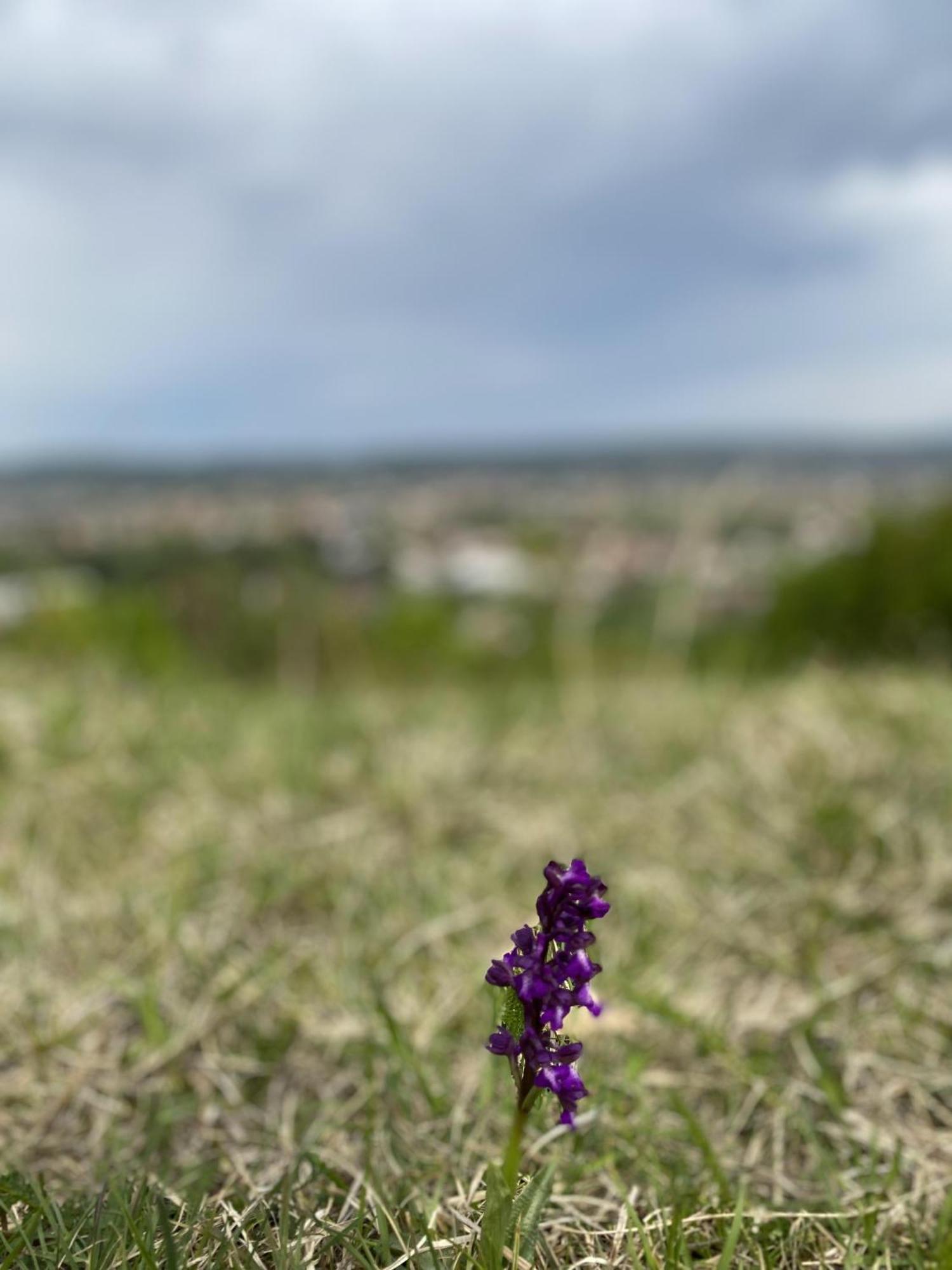 Apartman Mina Mataruska Banja Экстерьер фото